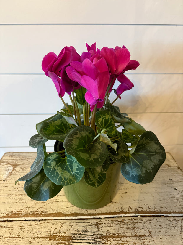 cyclamen potted plant Cyclamen Plant
