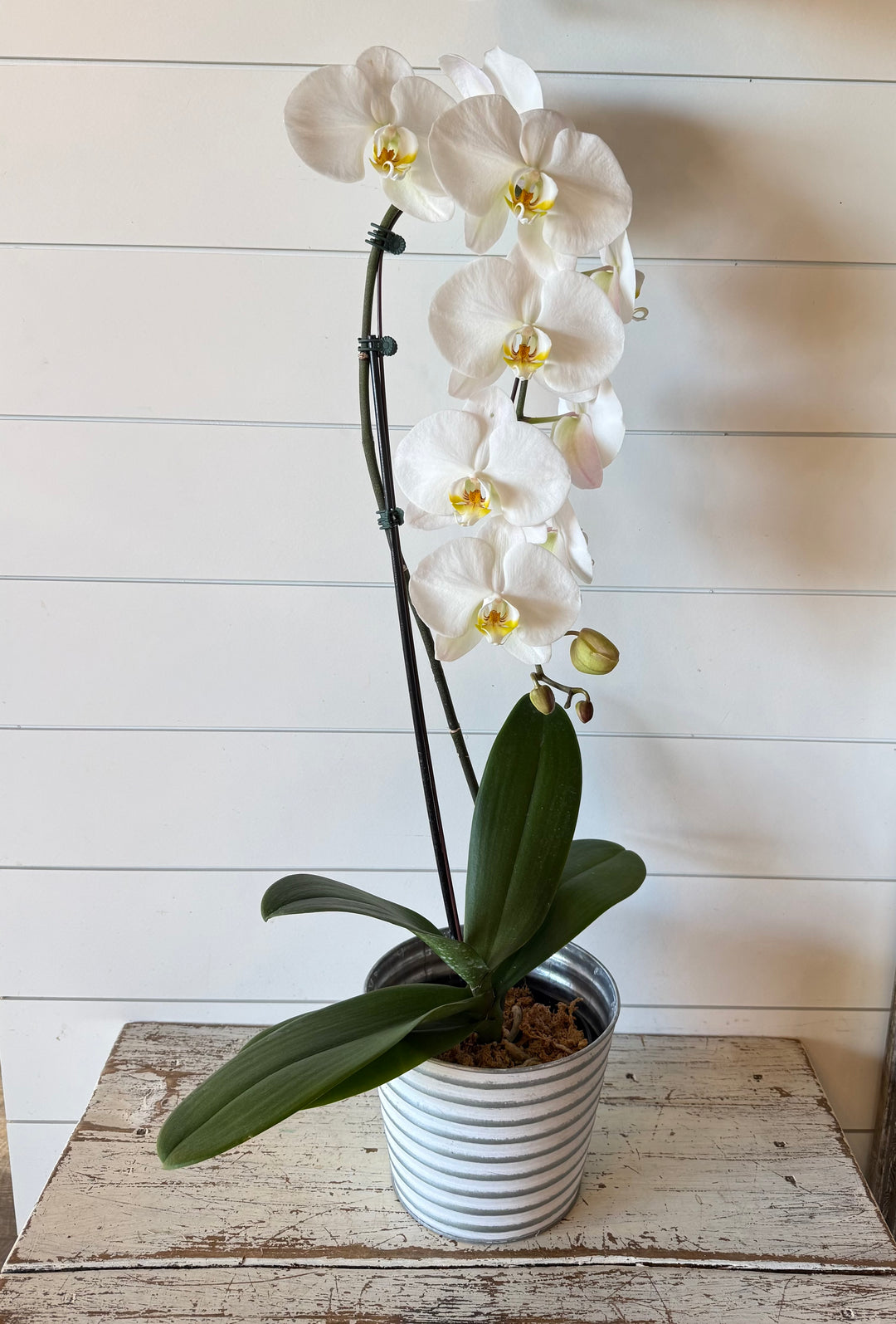 white orchid potted plant Phalaenopsis Orchid White Plant – The Wild Orchid