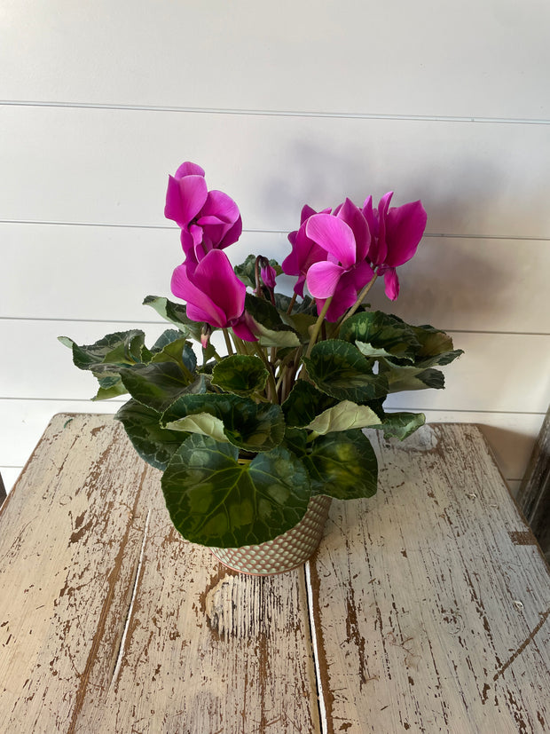 Purple Cyclamen Plant