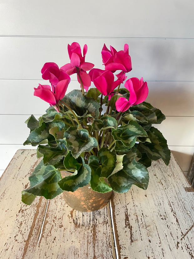 Pink Cyclamen Plant