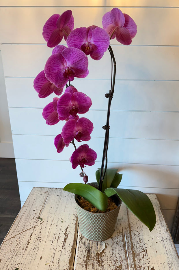 Lavender Orchid