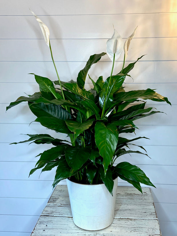 peace lily plant for sale Floor Size Peace Lily In Ceramic
