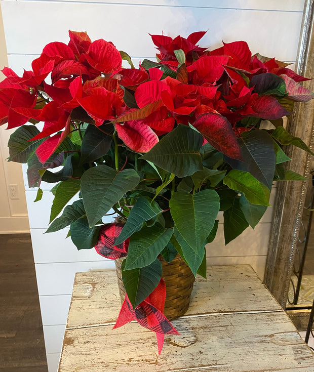 8" Poinsettia Plant